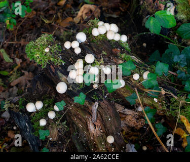 Ravensthorpe, Northamptonshire, UK: A cluster of stump puffballs (Lycoperdon pyriforme) growing with moss and ivy on a rotten tree stump in woodland. Stock Photo