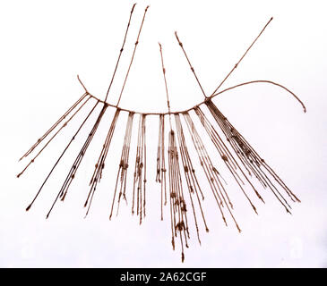 An Incan Quipu, a recording device fashioned from string, dating from the Inca Imperial Epoch, 1300 to 1532 AD, Larco Museum, Lima, Peru, South America Stock Photo