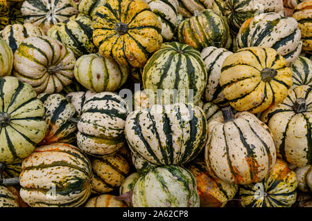 Pumpkins from all over the world | Pumpkin collections | Happy Halloween | Creepy Pumpkins | Pumpkin figures | Autumn pictures | Autumn decoration Stock Photo