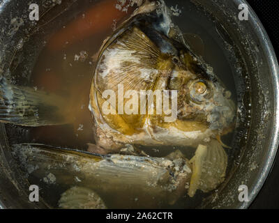A boiled carp head floats in fish broth in a cooking pot. Stock Photo
