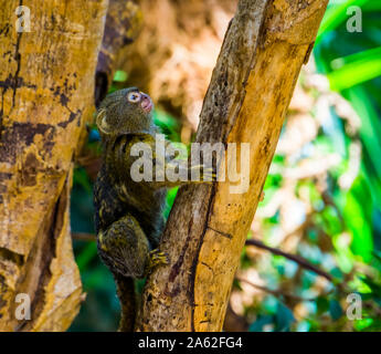 pygmy marmoset climbing in a tree, worlds smallest monkey, Small tropical primate specie from America Stock Photo