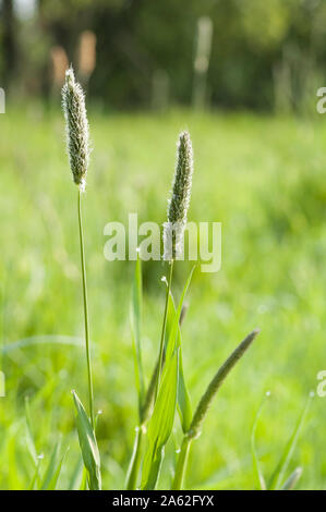 Closeup of timothy grass (binomial name Phleum pratense), a member of the grass family. Meadow in the morning with a soft light and blurred buckground Stock Photo