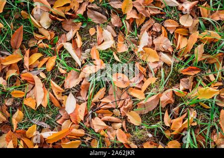 Natural autumn background. A rug made of beautiful colorful autumn leaves. Stock Photo