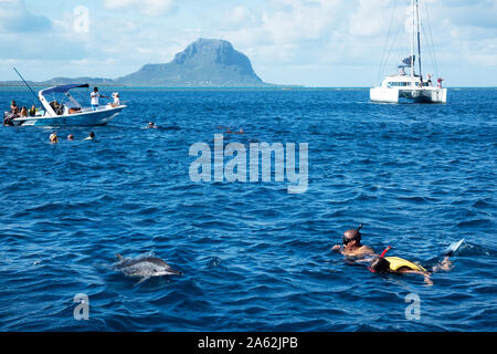 Mauritius dolphins - tourists snorkelling and swimming with dolphins in the Indian Ocean, Le Morne, Mauritius Stock Photo