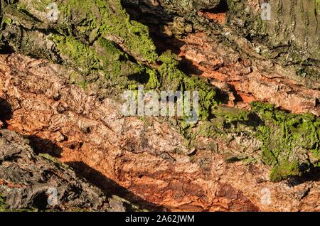 Natural forest background. Texture from the bark of a tree illuminated by the morning sun. Stock Photo