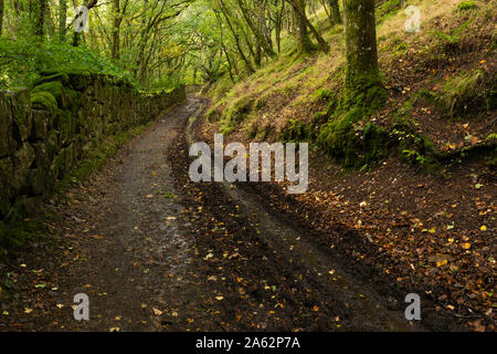 path leading through forest in autumn on a rainy day on dartmoor national park (fingle bridge). Leaves and puddles cover the trail. Stock Photo