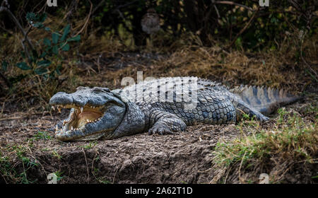 Crocodil with wide open mouth laying on the ground showing its big teeth Stock Photo