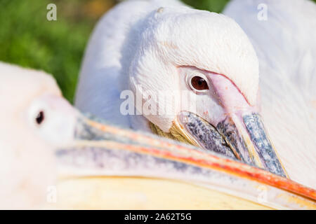A pair of beaks belonging toEastern white pelicans fill the frame as they lay in the sunshine. Stock Photo