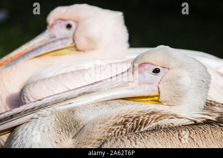 A pair of Eastern white pelicans lay side by side enjoying the sunshine. Stock Photo