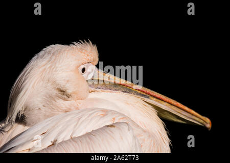 A single Eastern white pelican captured against a black background. Stock Photo
