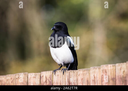 A Eurasian magpie captured whilst perched on a wooden fence. Stock Photo
