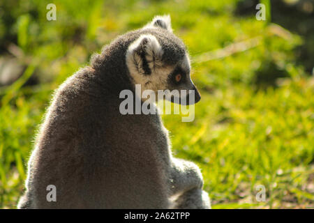 Ring-tailed lemur - Lemur catta Stock Photo