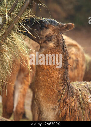 Llama (Lama glama) wet from the rain eating straw hay Stock Photo