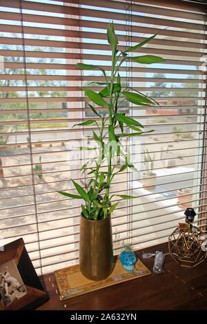 Dracaena Sanderiana native to Central Africa and commonly marketed as 'lucky Bamboo' Stock Photo