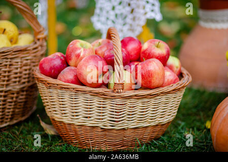 Picking apples. A full basket of red apples in the garden on a background of yellow leaves. Organic apples. Stock Photo
