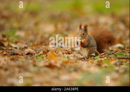 Red brown squirrel holding nut in her paws. Stock Photo