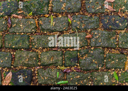 Abstract background of pebblestone road with leaves and grass. Stock Photo