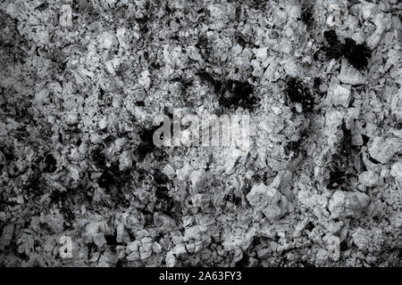 Light gray Abstract Textures Ash wood background closeup Stock Photo