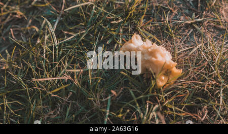 Apple core on the grass. Thrown away eaten apple core on the grass. Stock Photo