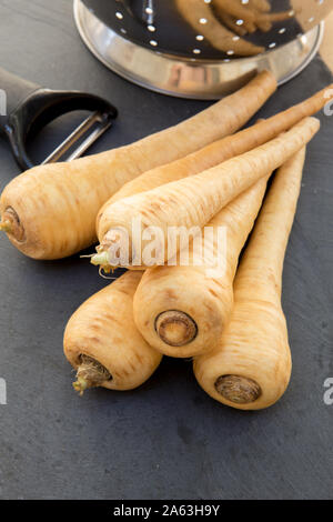 Fresh Parsnips washed and ready to peel with a vegetable peeler with a stainless steel colander in the background Stock Photo