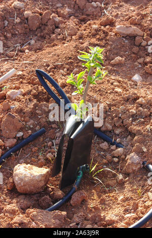 Small freshly planted tree of persimmon persimmon variety bright red, typical of the Spanish east Stock Photo