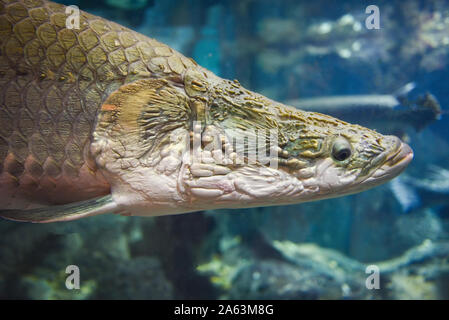 Arapaima gigas one of the largest fresh water fishes. Oceanarium Stock ...
