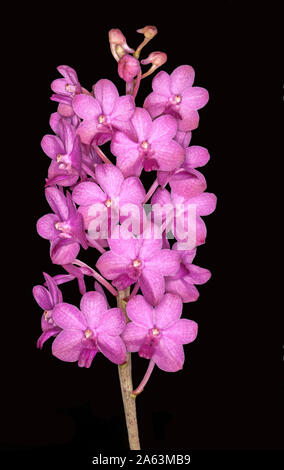 Large cluster of spectacular bright pink orchid flowers on black background Stock Photo