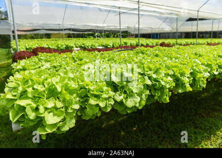 Vegetable hydroponic system / young and fresh green oak lettuce salad growing garden hydroponic farm salad plants on water without soil agriculture in Stock Photo