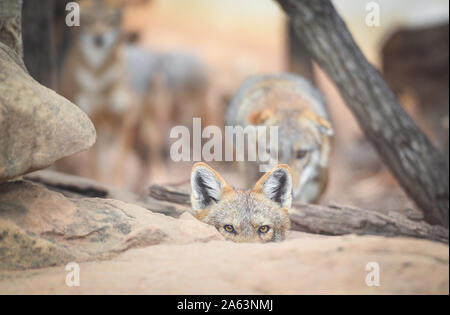 Close up of eye black backed jackal wildlife lying on the rock / Golden jackal Stock Photo