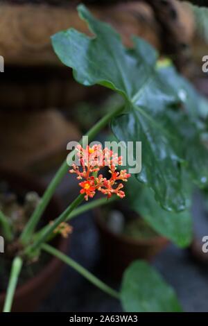 Jatropha podagrica - Buddha Belly plant. Stock Photo