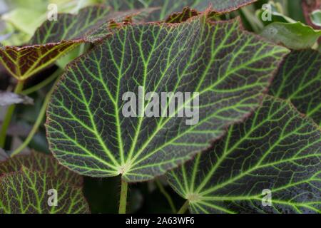 Begonia chloroneura plant. Stock Photo