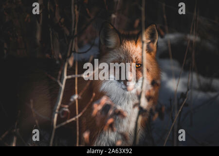 A red fox stares right at the camera while a ray of light illuminates one of his amber colored eyes, Yukon Territory Stock Photo