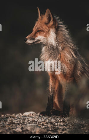 A red fox enjoys the warming rays of the evening sun, Yukon Territory, Canada Stock Photo