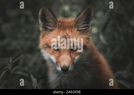 A young red fox stares at the camera from among the fireweed, Yukon Territory, Canada Stock Photo