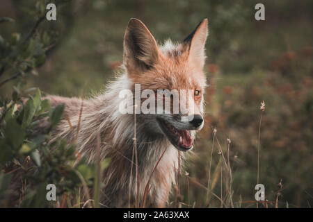 Portrait of Red Fox in Yukon Territory, Canada Stock Photo