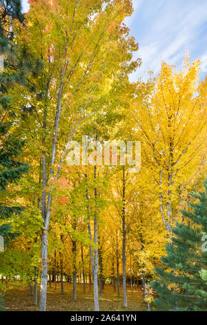 A Sugar Maple Tree Farm forest in autumn with brilliant yellow leaves in Oregon, USA Stock Photo