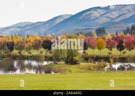 Vintage rusty 1938 GMC Truck sitting under a weeping willow tree near a pond with fall colors and hills in the background in Hood River, Oregon, USA Stock Photo