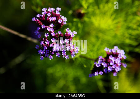 purple small flowers growing by the sea with green blurry background Stock Photo