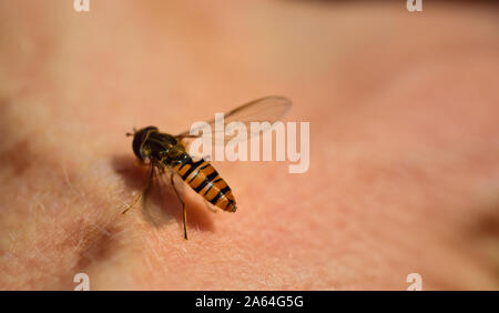 fly sits on human skin Stock Photo - Alamy