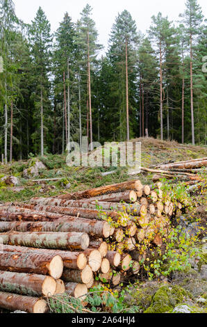 Timber stack by a clear cut forest area in a coniferous forest by fall season Stock Photo