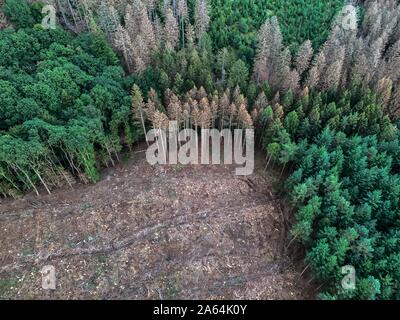 Forest damage in the Arnsberger Wald nature park Park, Sauerland, near Warstein, Germany Stock Photo
