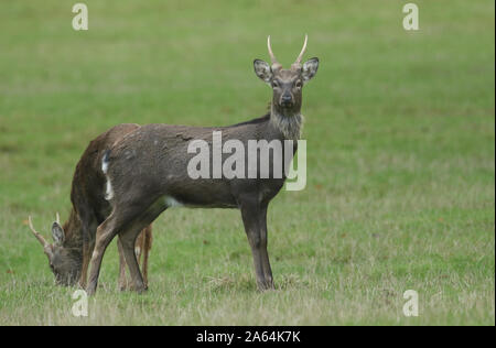 Two magnificent stag Manchurian Sika Deer, Cervus nippon mantchuricus, standing in a meadow in Autumn. Stock Photo