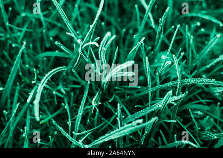 First frosts on green mint grass, late autumn. Natural background. Top view, close up. Stock Photo