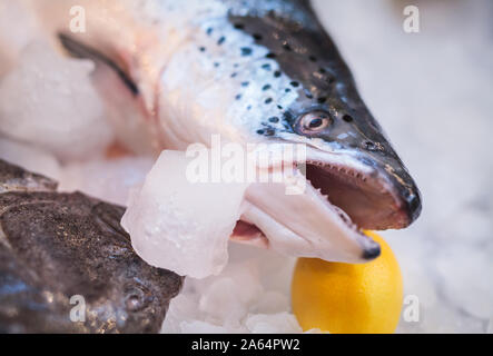 fresh fish and oysters in the restaurant Stock Photo