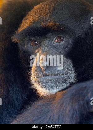 Portrait of a Siamang Gibbon Symphalangus syndactylus Stock Photo