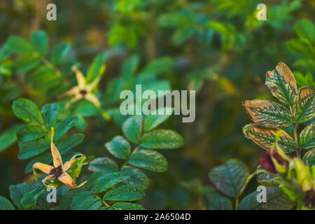 Close up image of a thorny bush, with vaarying points of focus, the image in selective focus creating a homogenous background of leaves and stalks Stock Photo