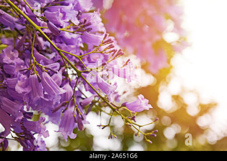 Beautiful jacaranda tree with purple flowers Stock Photo