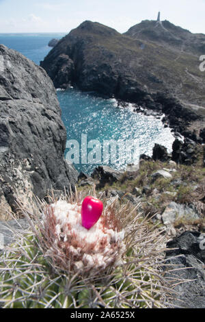 pichigüey, pitigüey gran roque -Los Roques Island Melocactus curvispinus Stock Photo