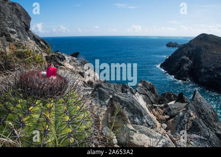pichigüey, pitigüey gran roque -Los Roques Island Melocactus curvispinus Stock Photo