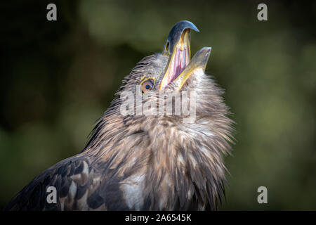 A close up of a white tailed fish eagle  with its head looking up to the sky and its beak open warning off other predators Stock Photo